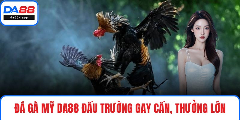 Đá gà Mỹ DA88