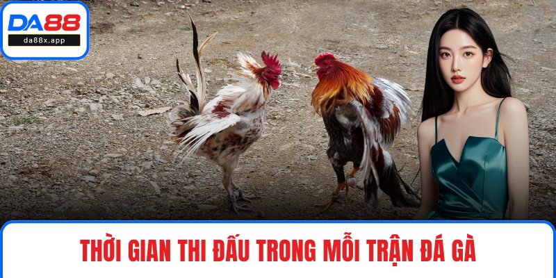 Thời gian thi đấu trong mỗi trận đá gà