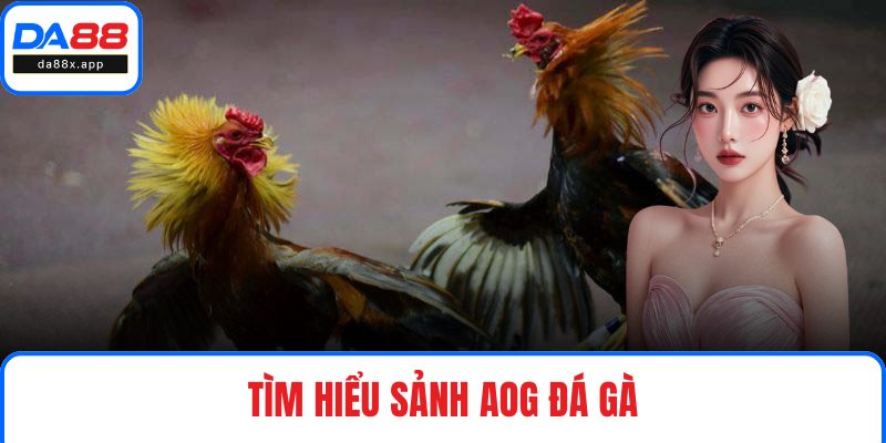 Tìm hiểu sảnh AOG Đá Gà