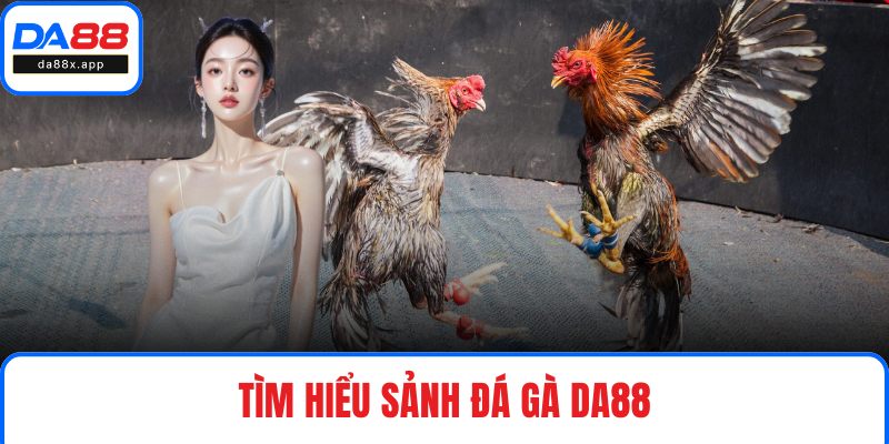 Tìm hiểu sảnh đá gà DA88