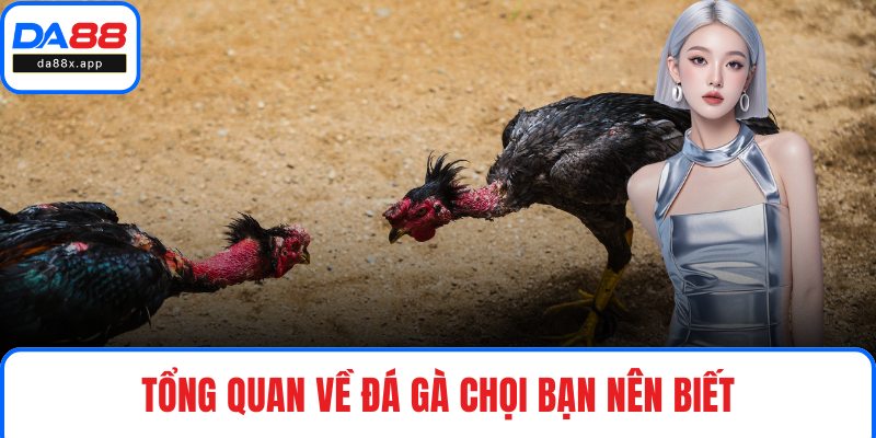Tổng quan về đá gà chọi bạn nên biết