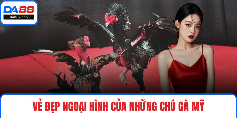 Vẻ đẹp ngoại hình của những chú gà Mỹ